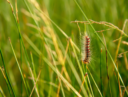 shaggy caterpillar of oxalic scoops close-up in green grass