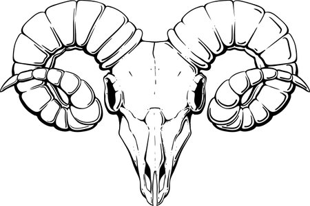 black horned angry ram skull isolated on white backgroundのイラスト素材
