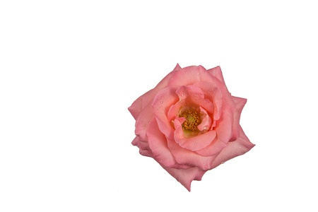 rose pink dewdrops isolated on whiteの写真素材