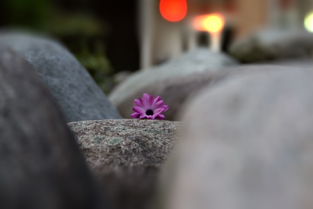 single colorful flower between stonesの写真素材