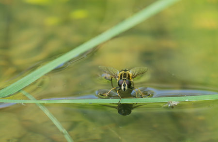 insekt sitting on watersurface