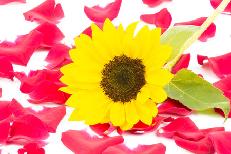 A sunflower and rose leaves on a mirrorの写真素材