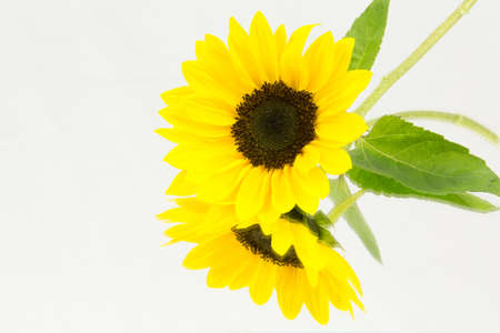 A sunflower on a mirrorの写真素材