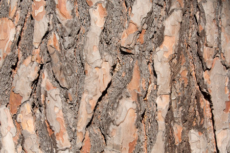 Close up of a pine bark as background