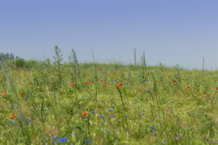 Flower meadow with poppies, cornflowers and sweet peasの写真素材