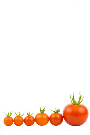 Six tomatoes in a rowの写真素材