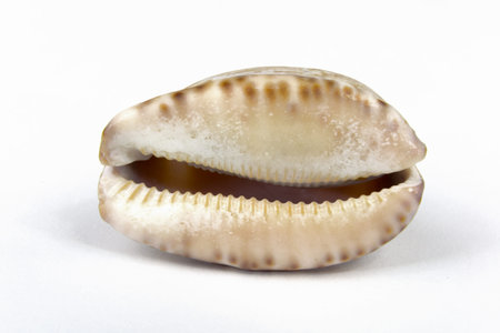 A single cowry, close up