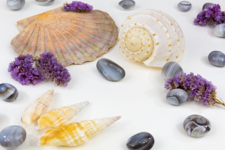 Several mussels lying on white boardの写真素材