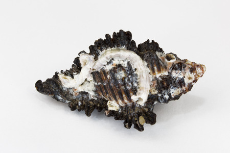 A whelk from pacific, snail house close upの写真素材