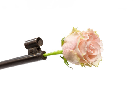 A flower in a gun barrelの写真素材