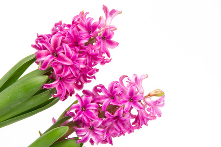 Blossoms of pink hyacinths in springの写真素材