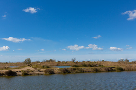 A herd sheep free running in the Camargueの写真素材