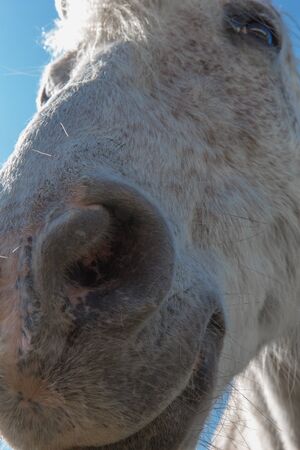 Face of a Camargue of mould from below, panorama lensの写真素材