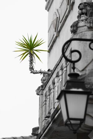 A green yucca palm grows horizontally from a grey facadeの写真素材
