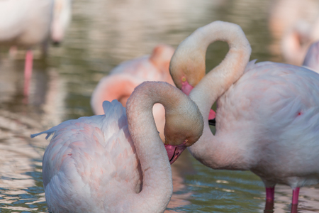 A small group of flamingos in a lake in the Camargueの写真素材