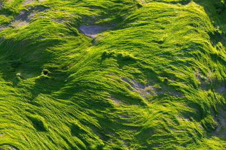 Dry algae on a stone with low tide