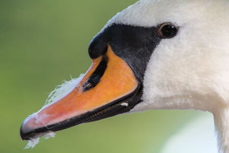 Close-up of a swan head with feathers in the beakの写真素材