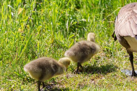 Two goose\'s fledglings running in the grass behind the motherの写真素材