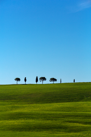 Several cypresses in the horizon on green meadows of Tuscany hillsの写真素材