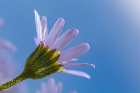 macro of a painted daisyの写真素材