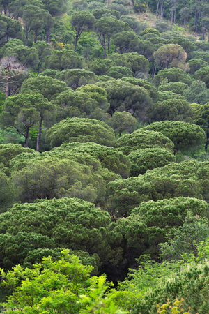 A primeval forest of pine treesの写真素材