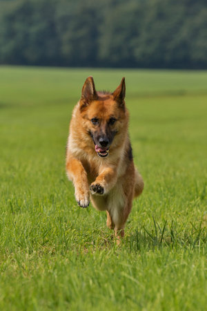 A purebred German shepherd runs in a meadowの写真素材