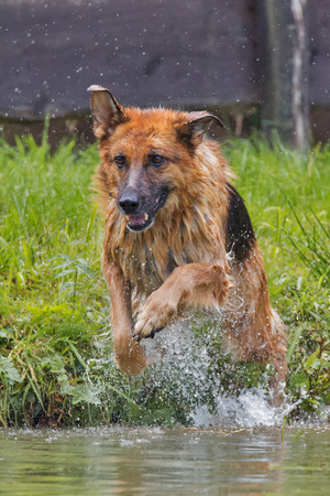 A purebred German shepherd jumping into the waterの写真素材