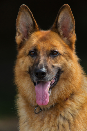 Portrait of a purebred German shepherdの写真素材