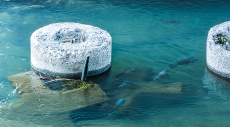 Fish in Kamo river