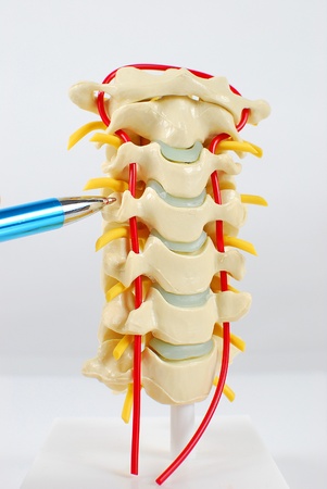 Image of human spinal model with section being pointed outの写真素材