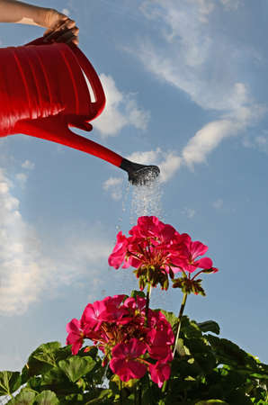 Wateringの写真素材