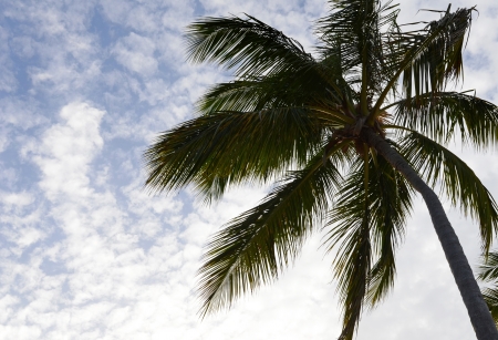 Palm Tree の写真素材
