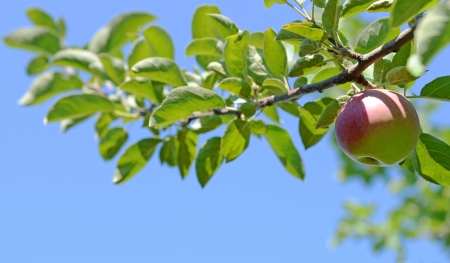 Apple Branchの写真素材