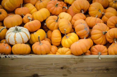 Many Small Pumpkins