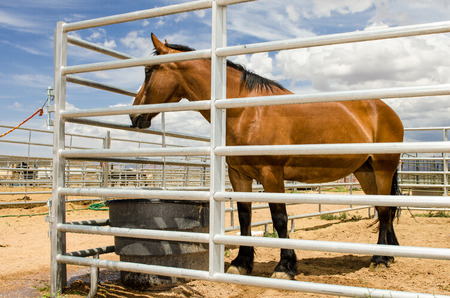 Beautiful Brown Horse in stablesの写真素材