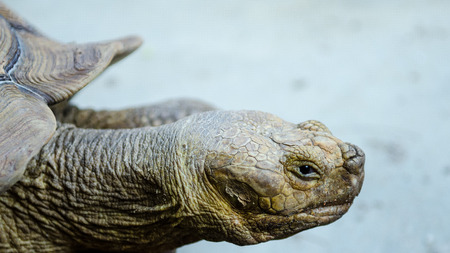 Turtle neckの写真素材