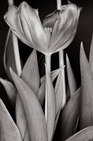 Black and white tulipの写真素材