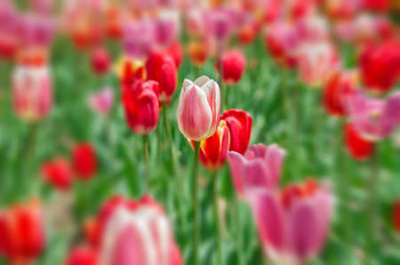 Isolated tulip in a fieldの写真素材