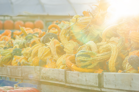 Gourds at the marketの写真素材