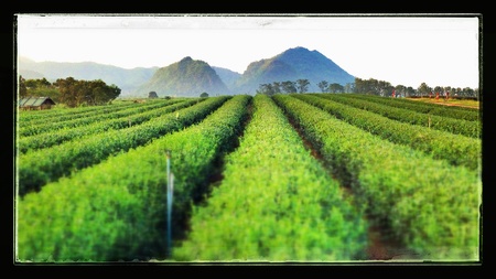 Tea plantationの素材