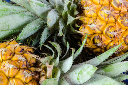 pineappleの写真素材