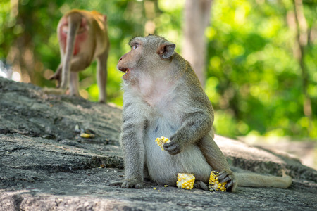 Long-tailed macaque, in Thailand, Saraburi a wildlife sanctuary, living with family with expression on the faces, and some posing of monkey like animal, with selective focus on subjectの写真素材