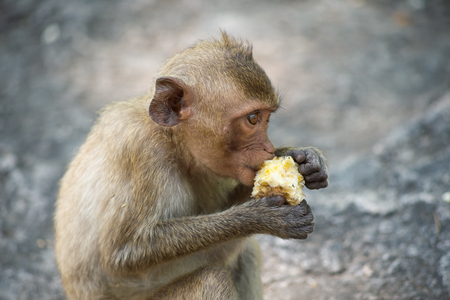 Long-tailed macaque, in Thailand, Saraburi a wildlife sanctuary, living with family with expression on the faces, and some posing of monkey like animal, with selective focus on subjectの写真素材