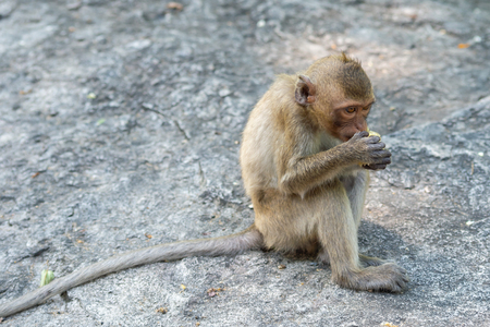 Long-tailed macaque, in Thailand, Saraburi a wildlife sanctuary, living with family with expression on the faces, and some posing of monkey like animal, with selective focus on subjectの写真素材
