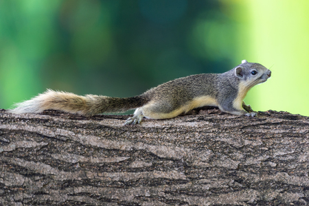 Red squirrel in Thailand playing around and looking for food on the tree living in a natureの写真素材