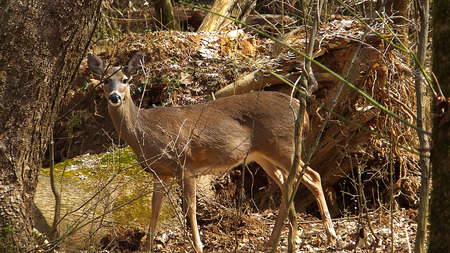 Deer closeupの写真素材