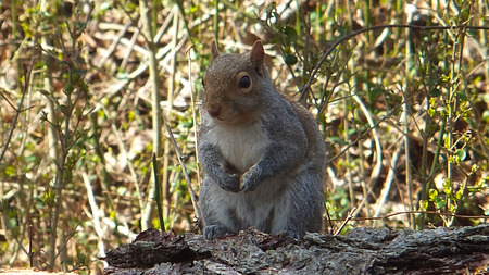 squirrel closeupの写真素材