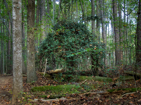 tree hutの写真素材