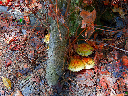 mushroomsの写真素材