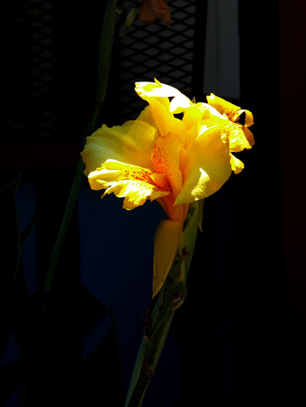 single yellow flower closeupの写真素材